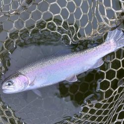 ボトム狙いで好調続く大安トラウトレイク